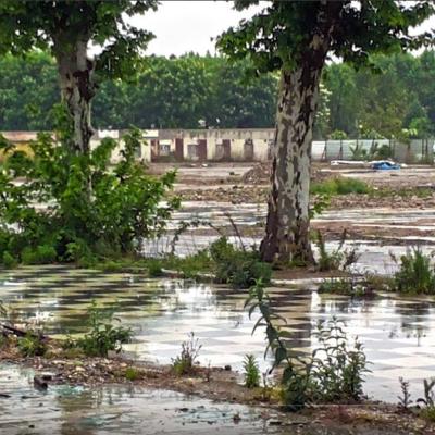 Allées des platanes